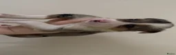Border Collie dogs for sale: Merle male - Advert 1