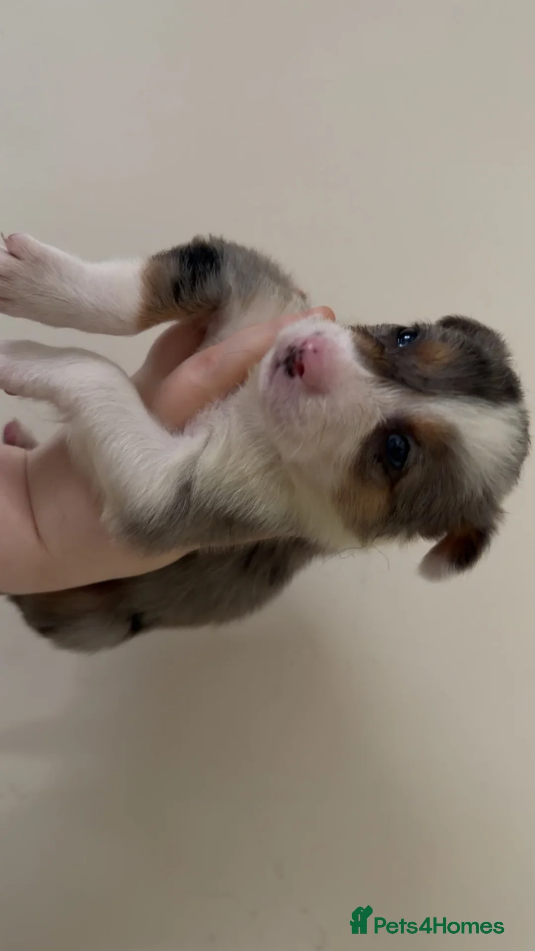 Border Collie dogs for sale: Merle male - Advert 1