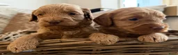 Cockapoo dogs for sale: ⭐⭐OUTSTANDING COCKAPOO PUPPIES⭐⭐ in Melton Mowbray - Advert 15