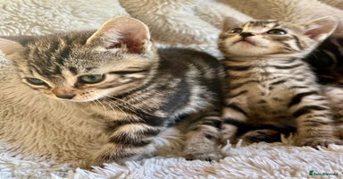 Bengal cats in Dorking - Advert 5