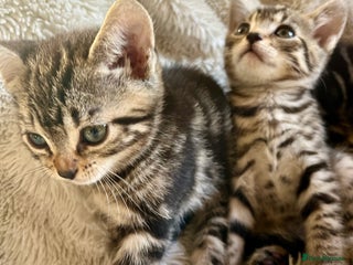 Bengal cats in Dorking - Advert 31