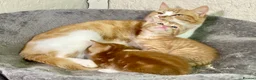 Mixed Breed cats for sale: 2 Gorgeous Ginger Male Kittens - Advert 4
