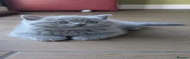 Scottish Fold Kitten 1