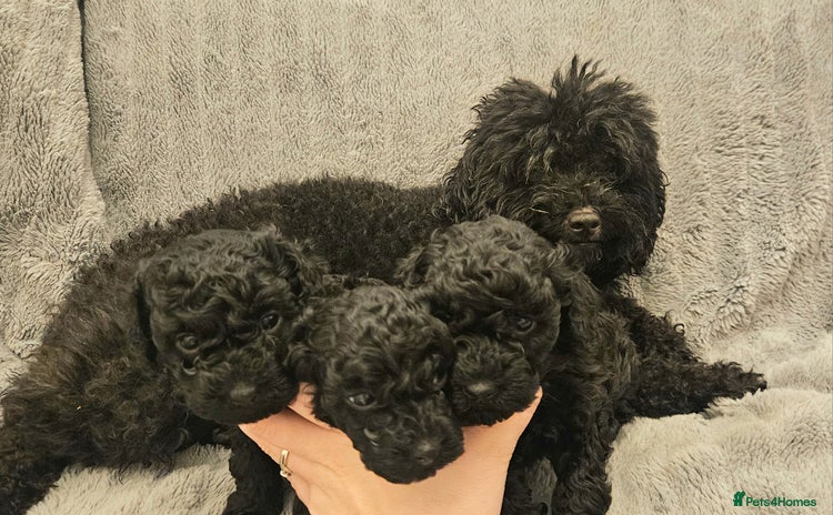 Toy Poodle dogs - Advert 2