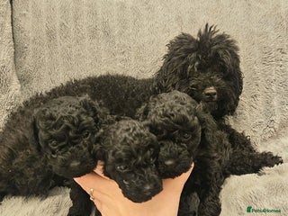 Toy Poodle dogs Kc registered Black toy poodle puppies for sale - Advert 9