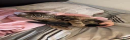 Mixed Breed cats for sale: Two kittens in Derby - Advert 2