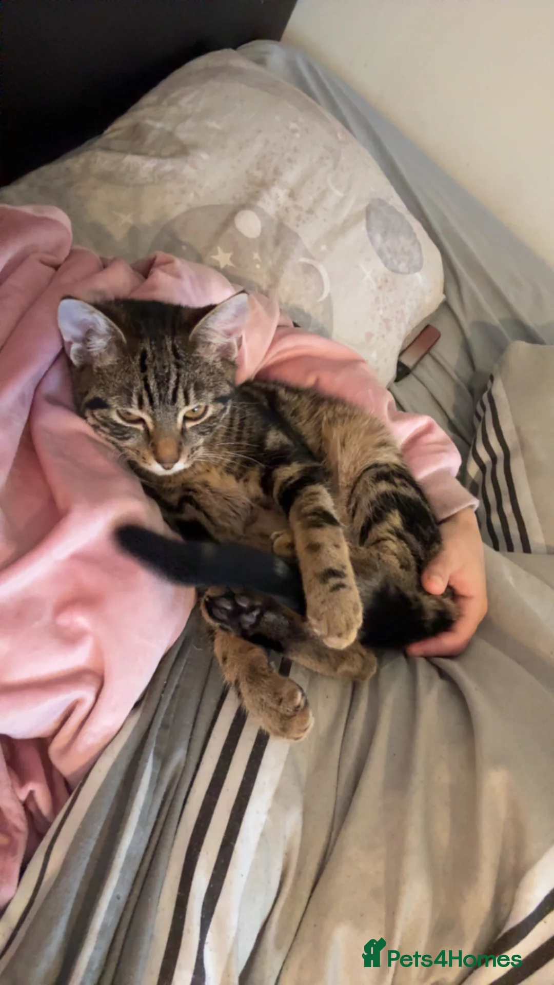 Mixed Breed cats for sale: Two kittens in Derby - Advert 2