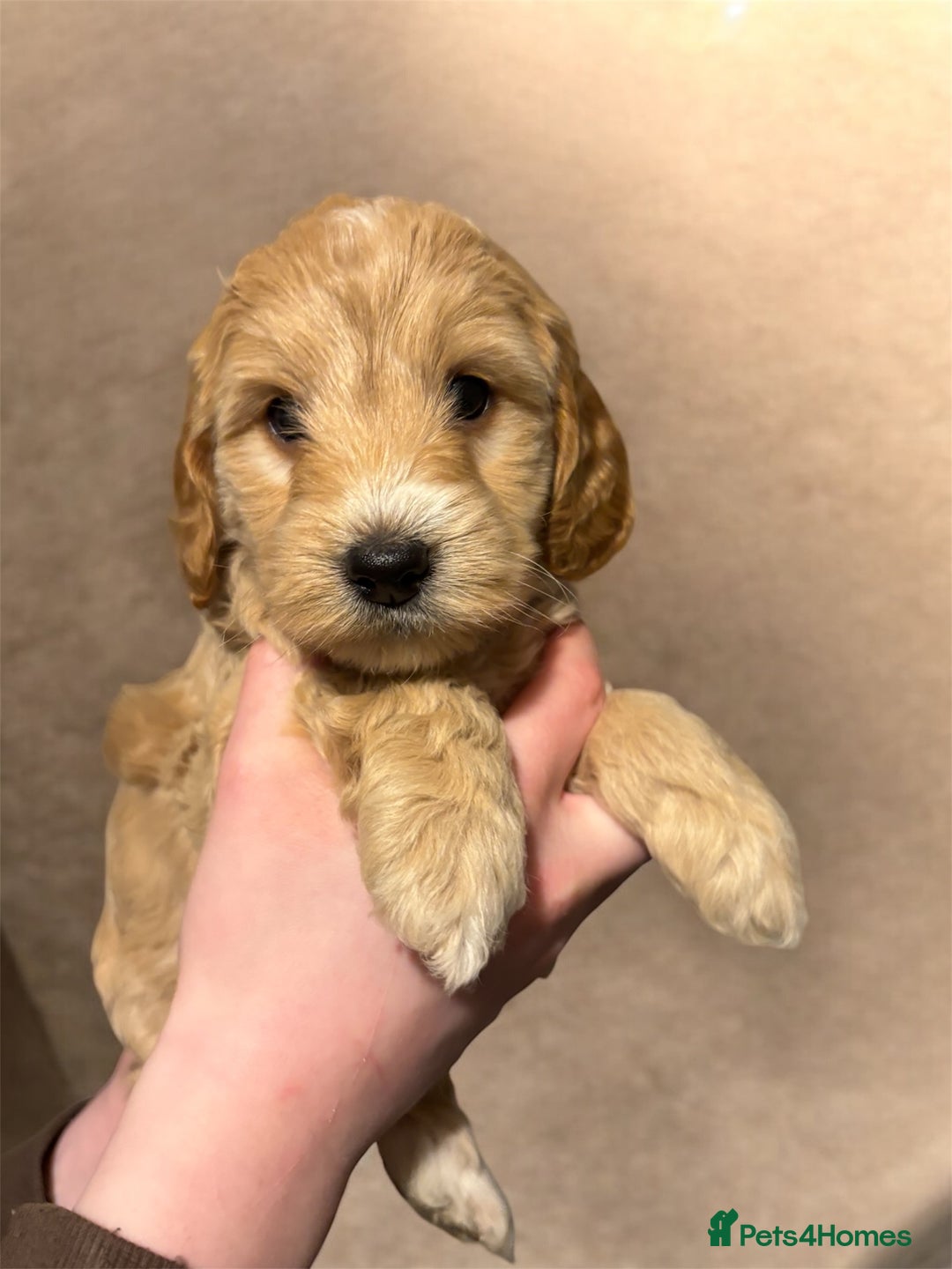 Cockapoo dogs for sale: 🌼 a beautiful litter of 6 cockerpoos/poodles - Advert 15