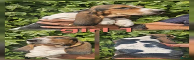 Basset Hound 6