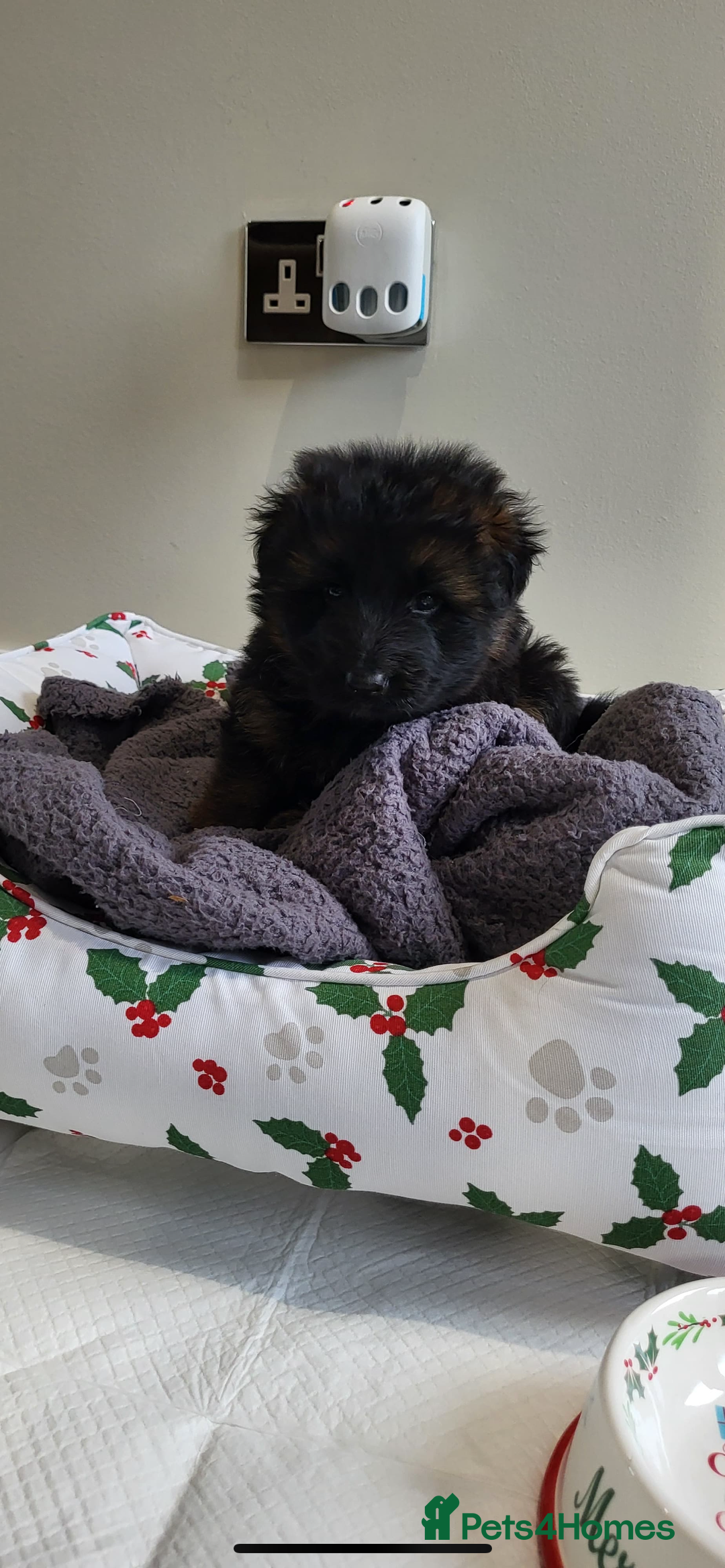 German Shepherd dogs for sale: Premium Pedigree GSD Puppies – Champion Bloodlines - Advert 14