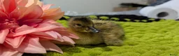 Ducks poultry for sale: Our gorgeous little ducklings have arrived! 🥰🐣 - Advert 12