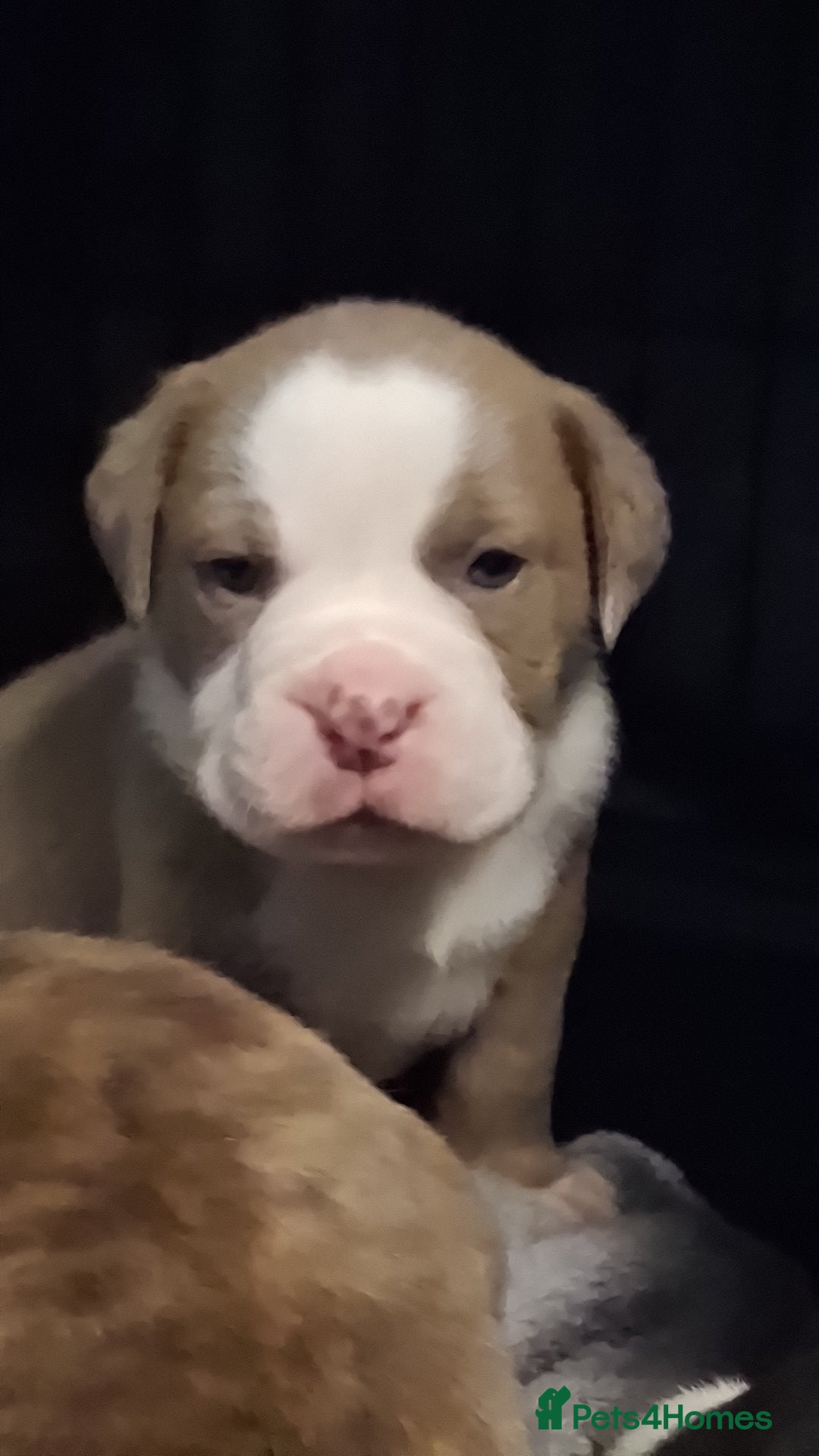 Mixed Breed dogs for sale: Old tyme x puppys  - Advert 5