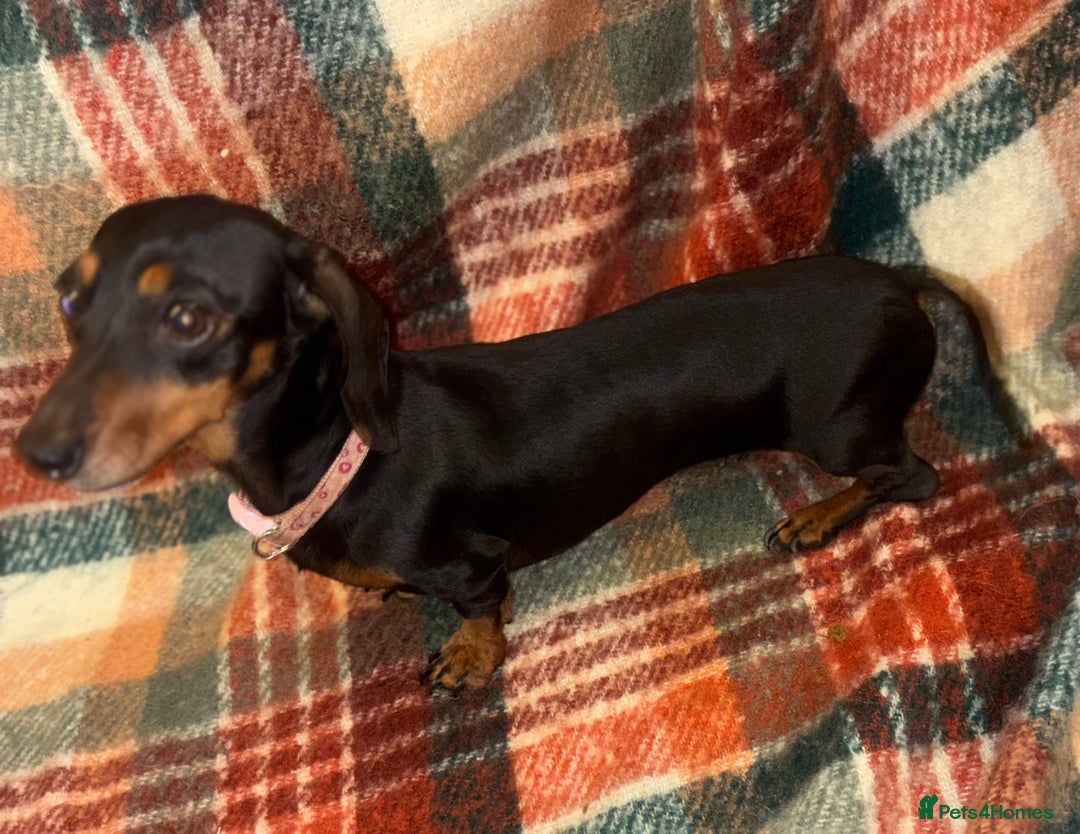 Miniature Dachshund dogs for sale: 🐶 beautiful tiny Dachshund puppies🐶 - Advert 24