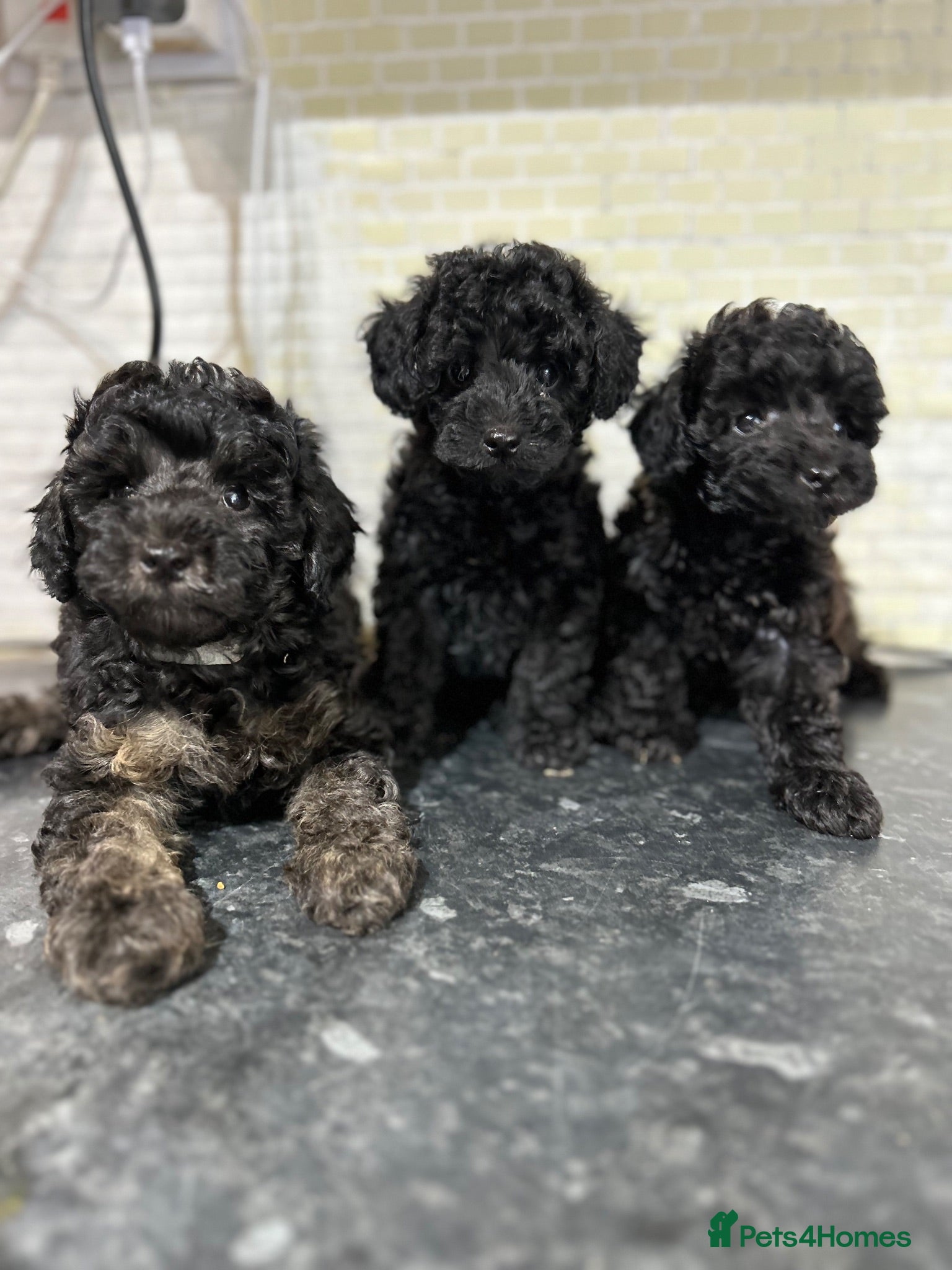 Toy Poodle dogs Stunning Black Toy Poodles - Advert 4