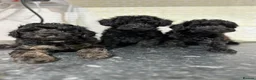 Toy Poodle dogs for sale: Stunning Black Toy Poodles - Advert 1
