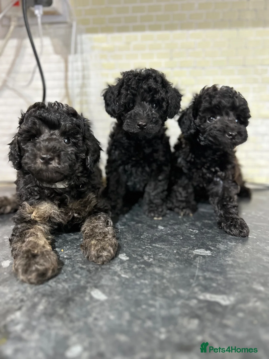 Toy Poodle dogs for sale: Stunning Black Toy Poodles - Advert 1