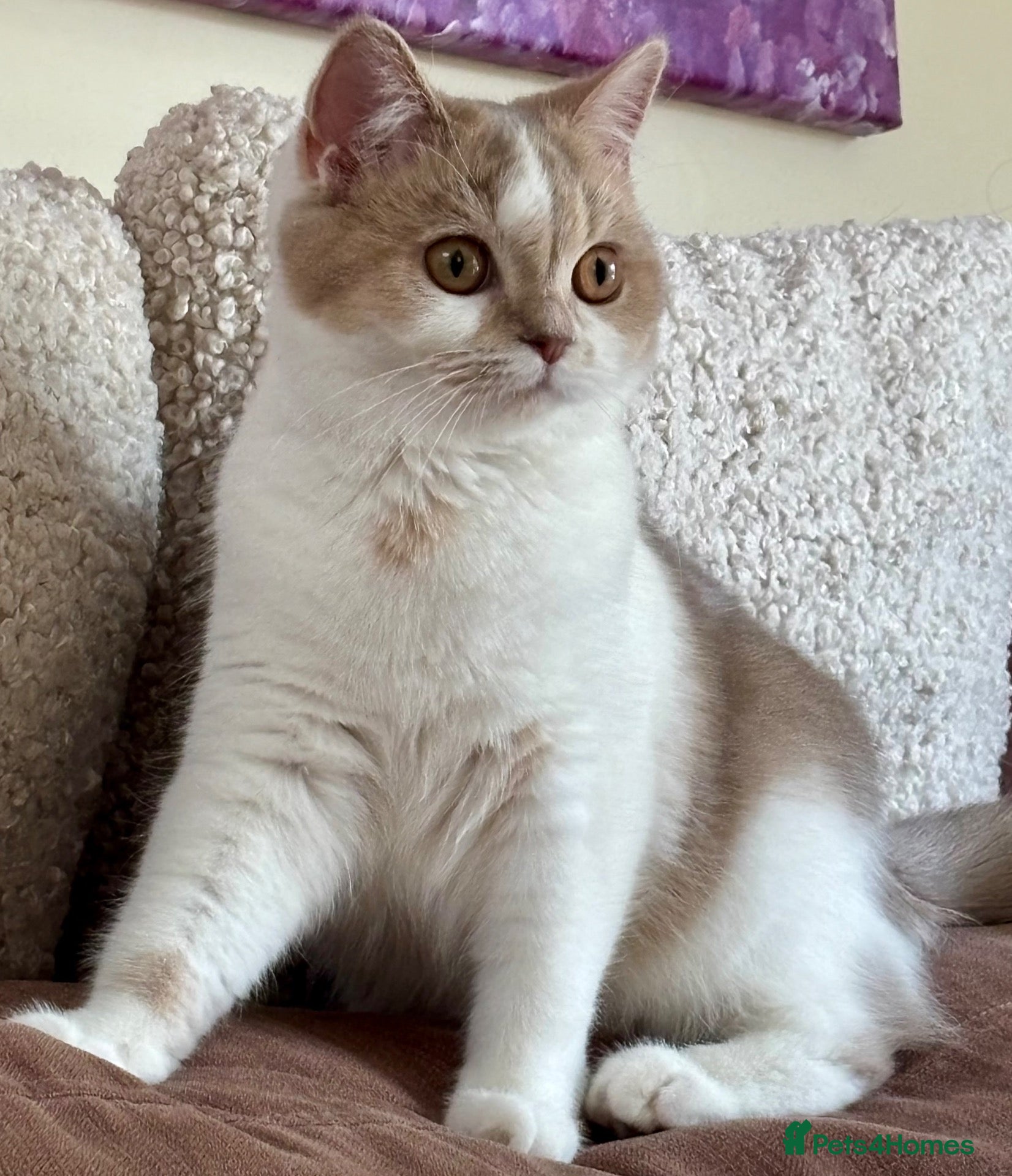 Scottish Fold cats Unique Pedigree Adorable Scottish Fold Kittens  - Advert 2
