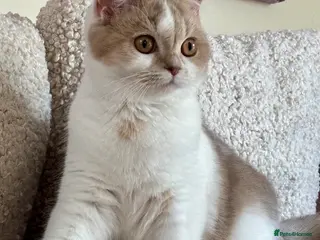 Scottish Fold cats Unique Pedigree Adorable Scottish Fold Kittens - Advert 2