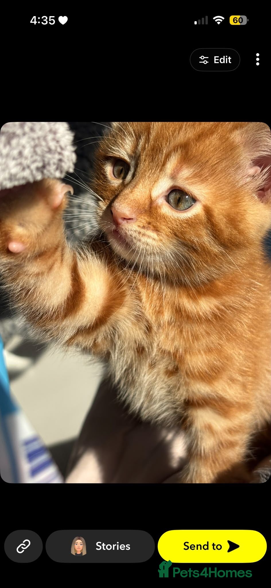 Mixed Breed cats Male ginger kitten - Advert 3