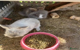 Lionhead rabbits for sale: Free to good home - Image 4