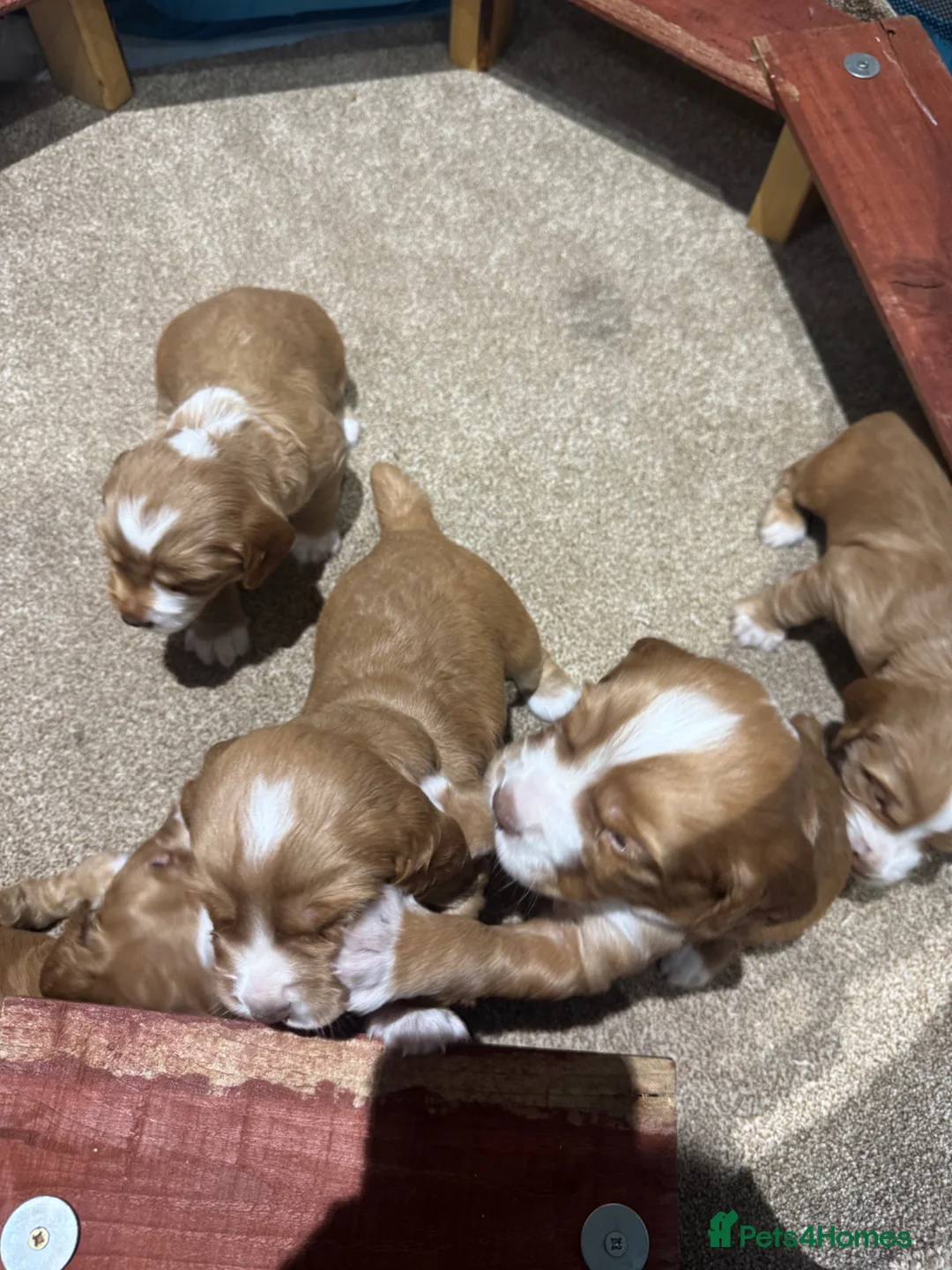 Cocker Spaniel dogs for sale: 4 COCKER SPANIEL MALES FOR SALE. - Advert 2