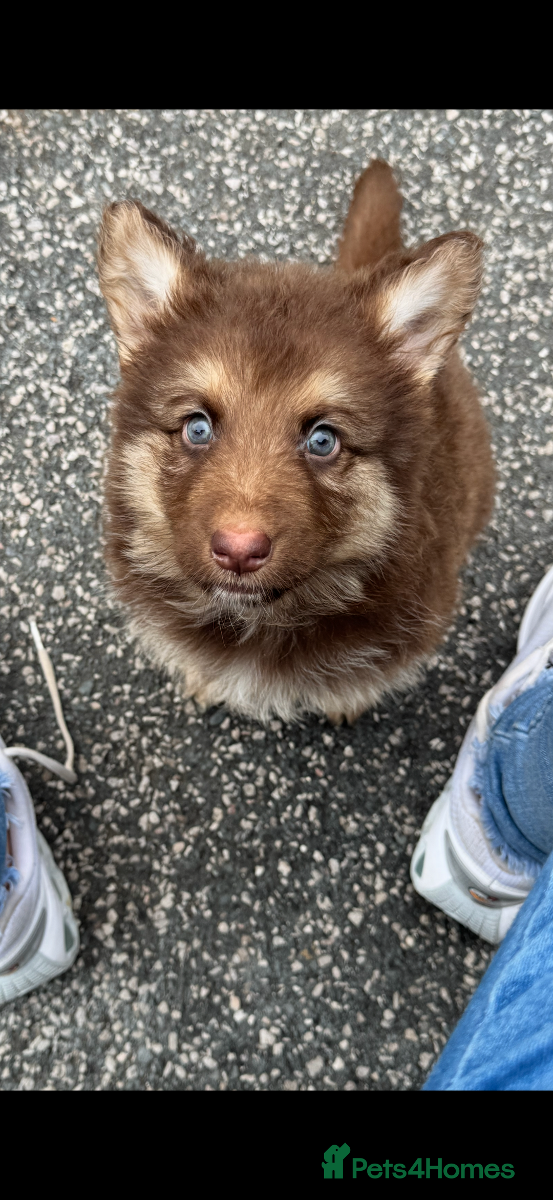 German Shepherd dogs for sale: Beautiful mixed coloured heath tested German sheps - Image 9