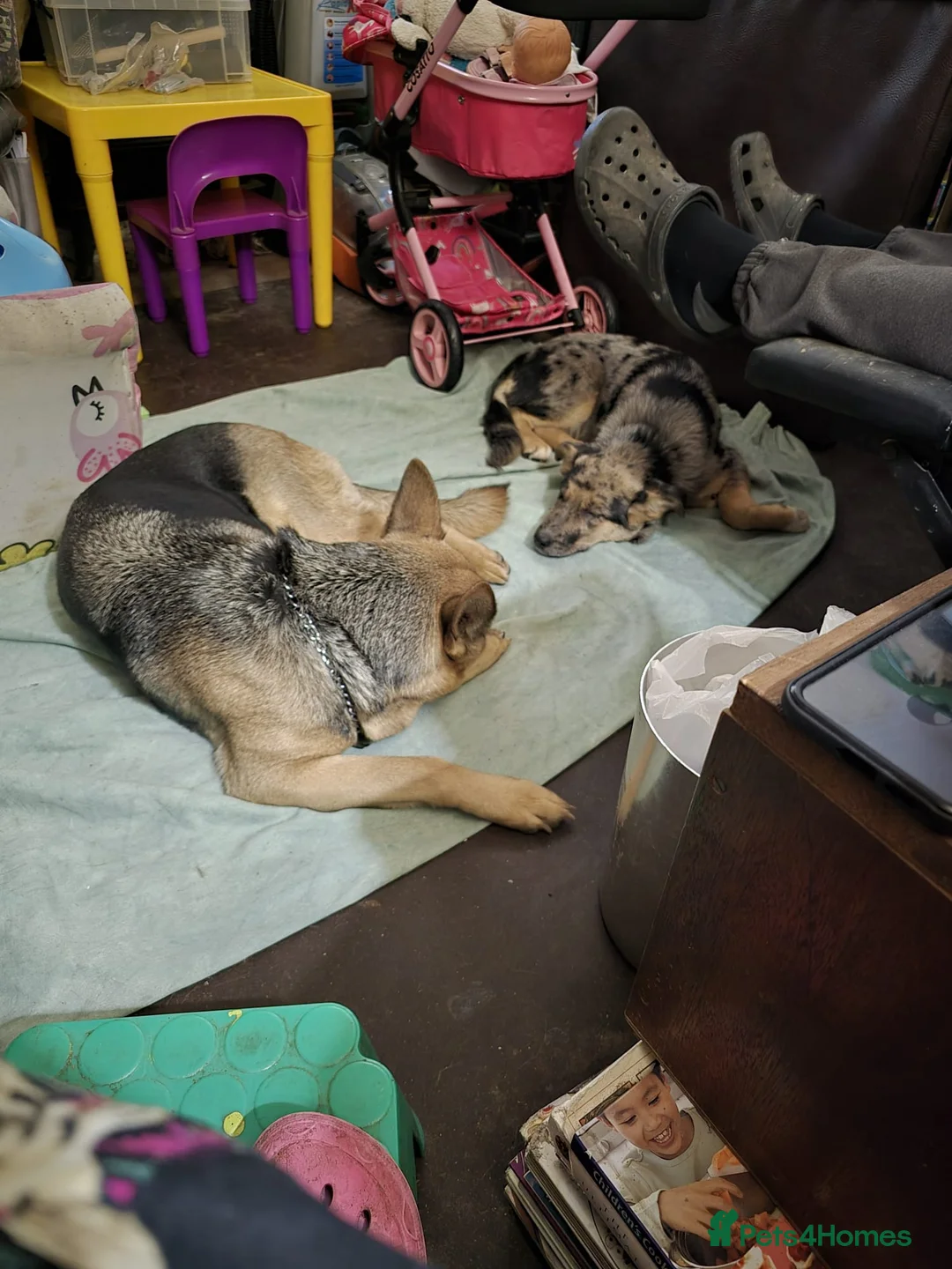 Border Collie dogs for stud: *proven* health tested working merle border collie in Leeds - Advert 32