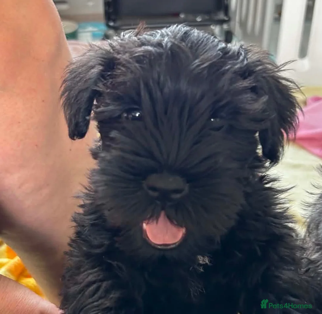 Miniature Schnauzer dogs for sale: ⭐️ AVAILABLE NOW ⭐️ - Advert 1