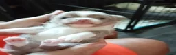 Chihuahua dogs for sale: Chihuahua puppies - Advert 29