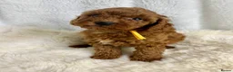 Cavapoo dogs for sale: ⭐ Top quality, health tested Toy Cavapoo babies ⭐ - Advert 4