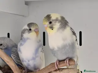 Budgerigars birds Breathtakingly Stunning Baby Budgies!!! - Advert 17