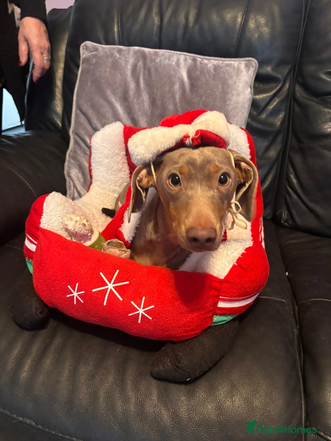 Miniature Dachshund dogs for sale: Isabella miniature dachshund female  - Advert 2