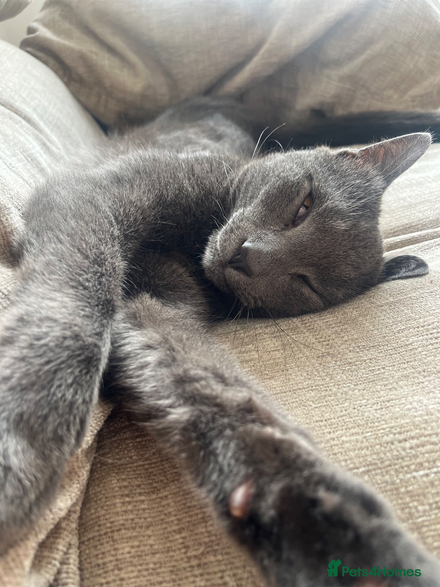 Mixed Breed cats Mixed breed grey male cat  - Advert 1