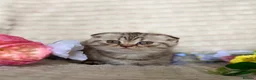 Scottish Fold cats for sale: Scottish Fold Kittens in Tamworth - Advert 4