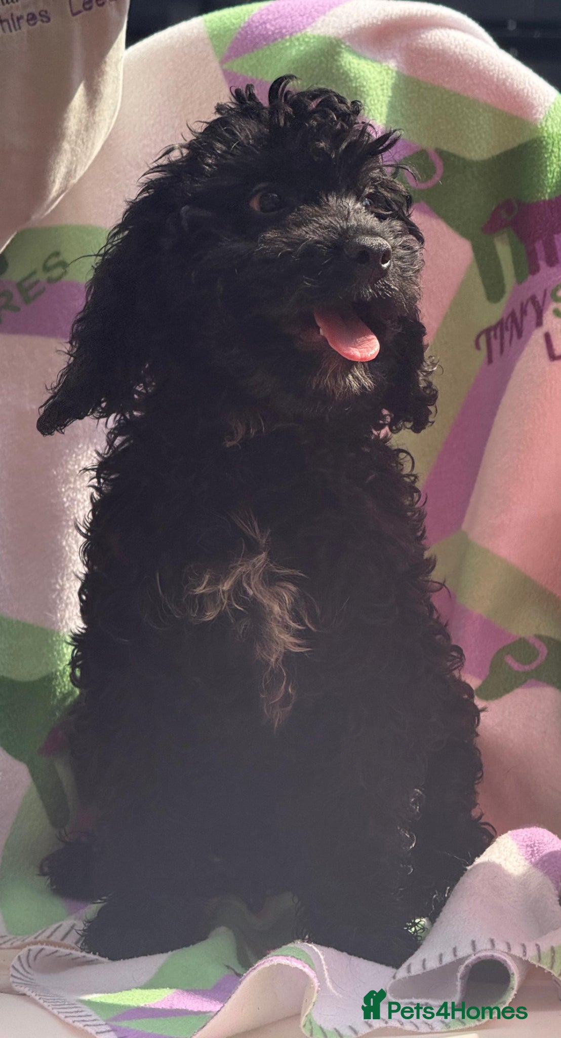 Cockapoo dogs F1 MINI COCKAPOO boy 30 dna tested - Advert 2