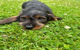 Dachshund dogs for sale: Beautiful KC registered wire haired Dachshunds in Bridgnorth - Image 1
