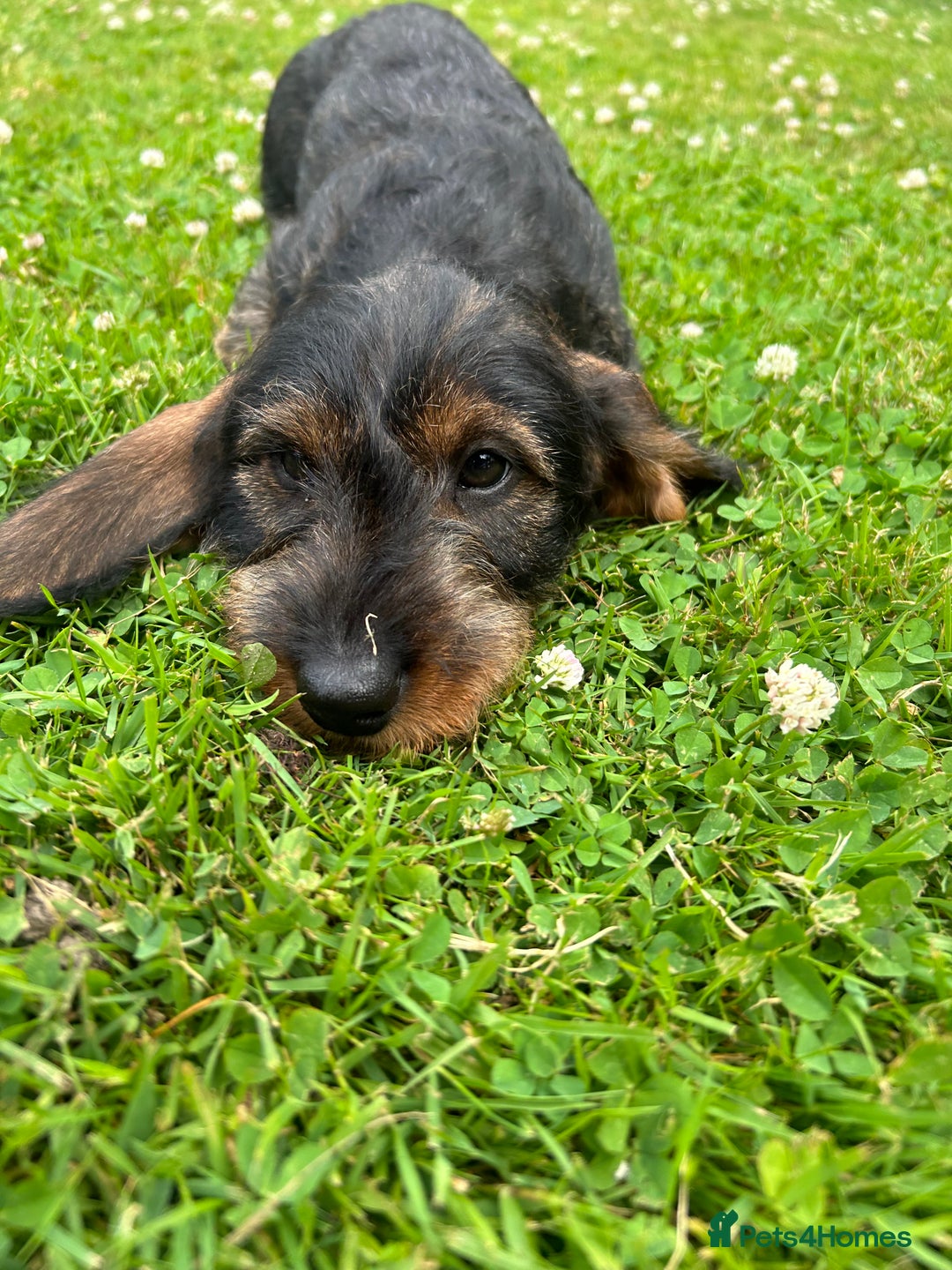 Dachshund dogs for sale: Beautiful KC registered wire haired Dachshunds in Bridgnorth - Image 1