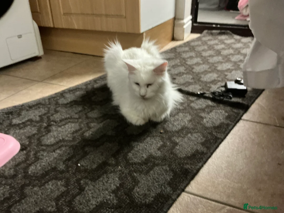 Mixed Breed cats for sale: Mix maincoon kittens - Advert 2