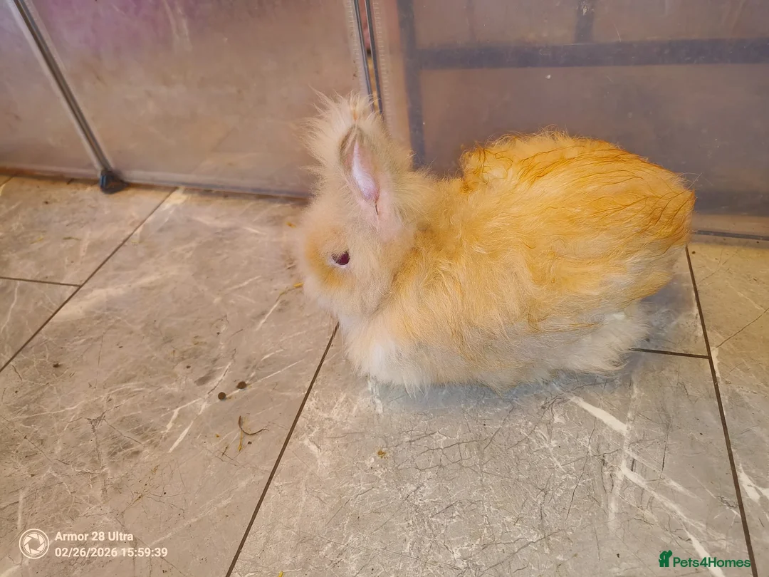 Lionhead rabbits for sale: A sad rehoming best homes only purebred lionheads  - Advert 6
