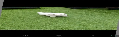 Maltese 1