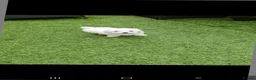 Maltese dogs for sale: Maltese puppies - Advert 7