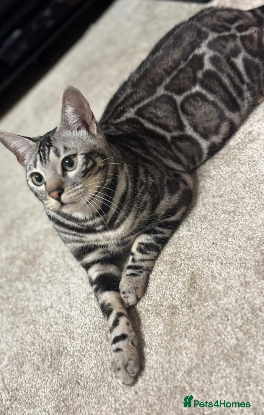 Bengal cats for sale:     🏆 Champion-Bred Silver Bengal Kitten - Advert 11
