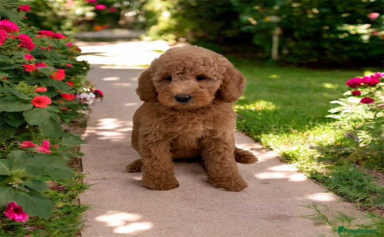 Australian Labradoodle dogs - Advert 1