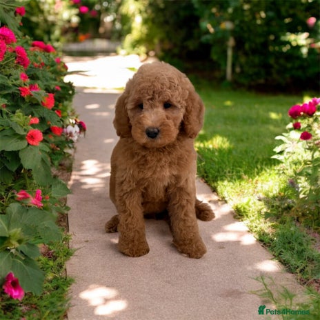 Australian Labradoodle dogs - Advert 2