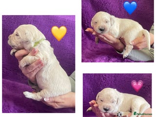 Golden Retriever dogs KC Reg Cream Boys from health tested parents. - Advert 13