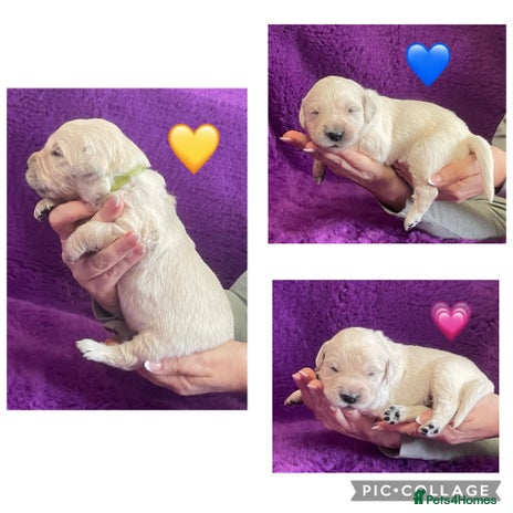 Golden Retriever dogs KC Reg Cream Boys from health tested parents. - Advert 1
