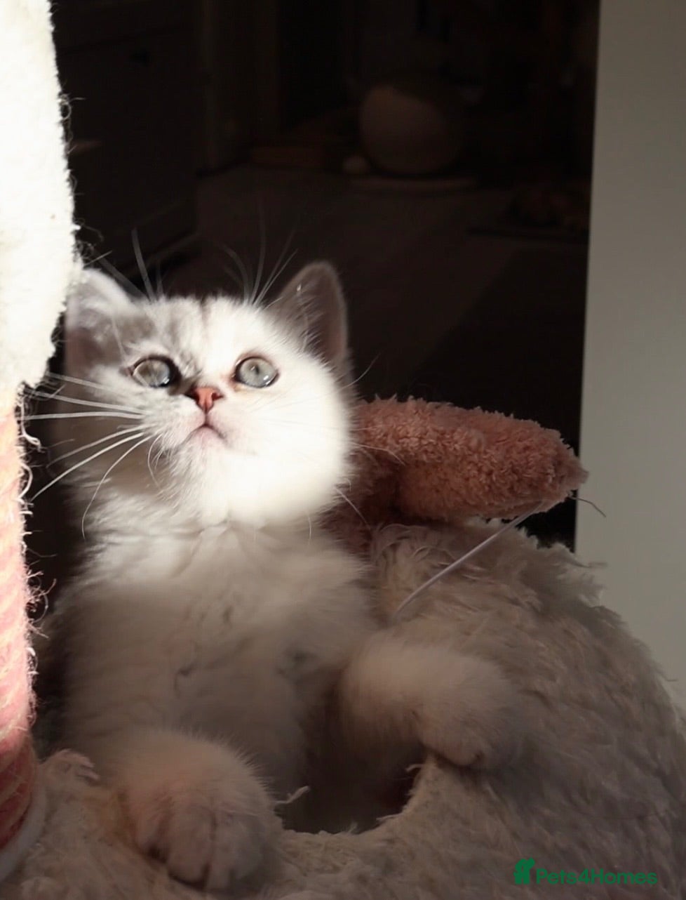 British Shorthair cats ✨Last Golden & Silver British Shorthair ready now - Advert 2