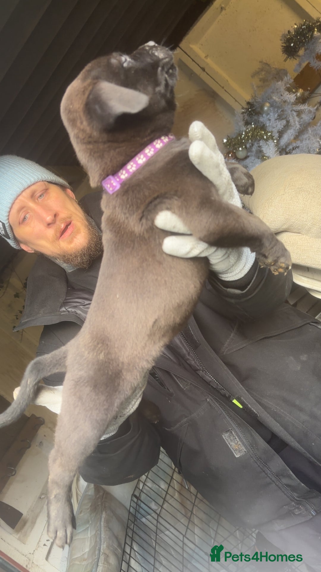 Mixed Breed dogs for sale: Rottiebulls - Advert 2