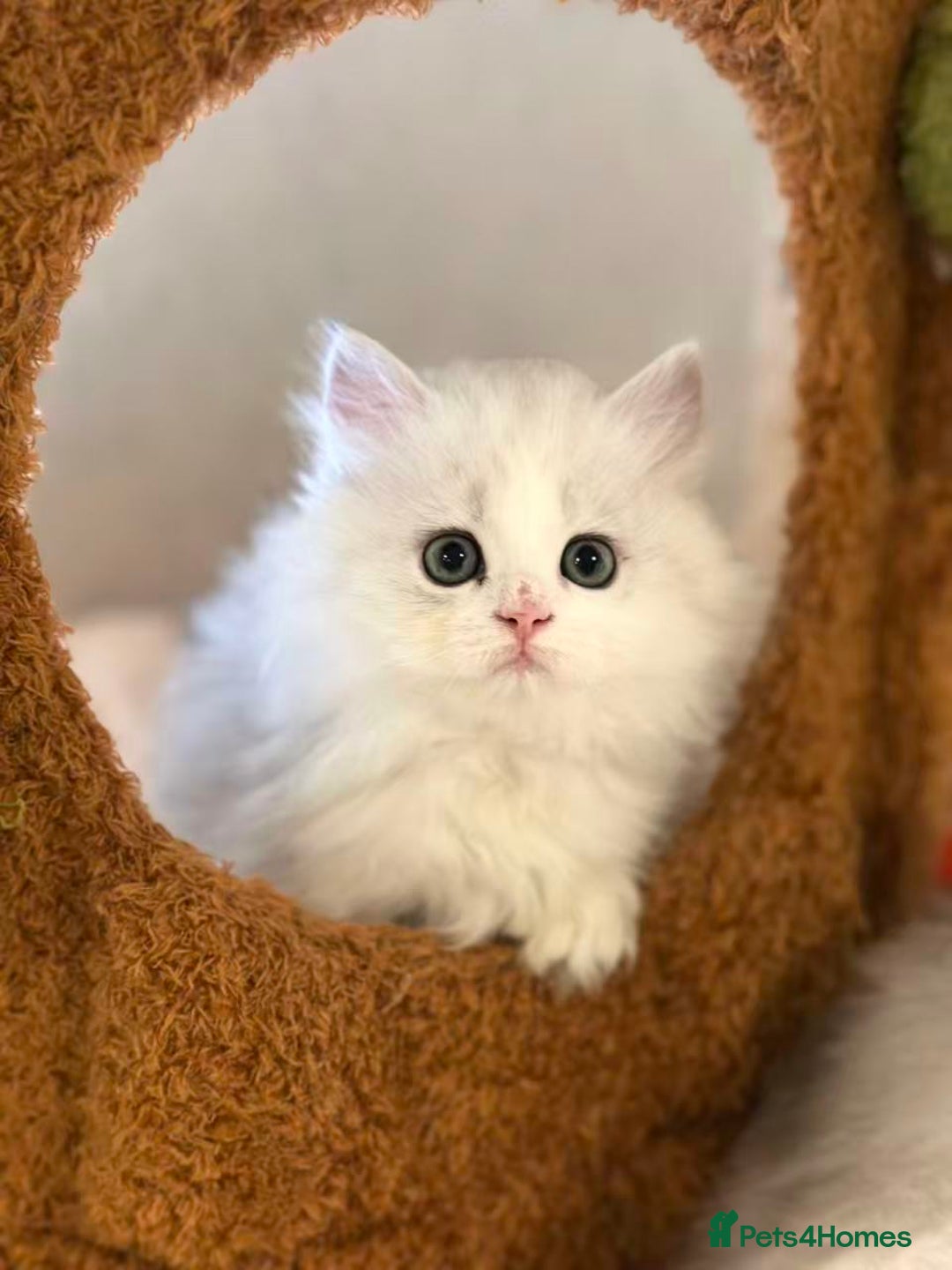 Munchkin cats for sale: Super stunning & rare Minuet - Image 9