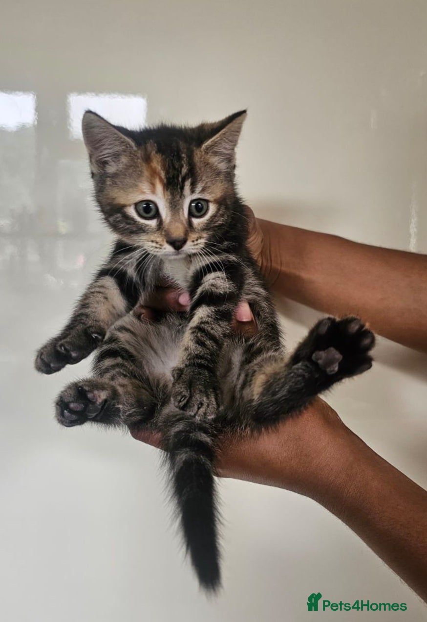 Mixed Breed Kitten 2